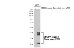 Anti-Ebola virus VP35 antibody [HL4726] used in Western Blot (WB). GTX644730