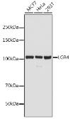 Anti-GPR48 antibody used in Western Blot (WB). GTX64474