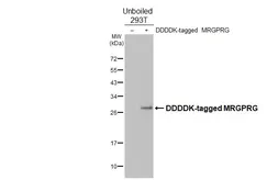 Anti-MRGPRG antibody [HL4742] used in Western Blot (WB). GTX644746