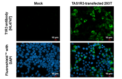 Anti-TAS1R3 antibody [HL4747] used in Immunocytochemistry/ Immunofluorescence (ICC/IF). GTX644751