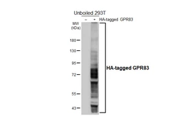 Anti-GPR83 antibody [HL4768] used in Western Blot (WB). GTX644772