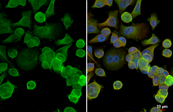 Anti-XCR1 antibody [HL4778] used in Immunocytochemistry/ Immunofluorescence (ICC/IF). GTX644782