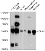 Anti-CRBN antibody used in Western Blot (WB). GTX64479