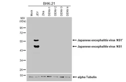 Anti-Japanese encephalitis virus NS1 antibody [HL4792] used in Western Blot (WB). GTX644804