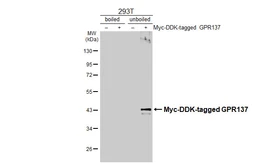 Anti-GPR137 antibody [HL4813] used in Western Blot (WB). GTX644825