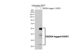 Anti-OXER1 antibody [HL4831] used in Western Blot (WB). GTX644843