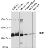 Anti-MYT1 antibody used in Western Blot (WB). GTX64488