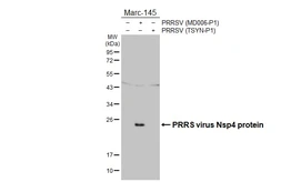 Anti-PRRS virus Nsp4 protein antibody [HL4840] used in Western Blot (WB). GTX644903