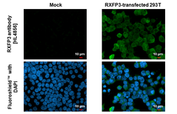 Anti-RXFP3 antibody [HL4856] used in Immunocytochemistry/ Immunofluorescence (ICC/IF). GTX644919