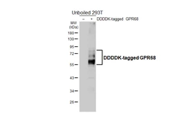 Anti-GPR68 antibody [HL4864] used in Western Blot (WB). GTX644927