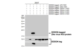 Anti-Zika virus NS3 protein antibody [HL4878] used in Western Blot (WB). GTX644943