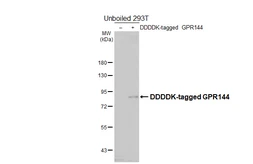 Anti-GPR144 antibody [HL4902] used in Western Blot (WB). GTX644967