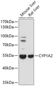 Anti-CYP1A2 antibody used in Western Blot (WB). GTX64497