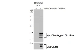 Anti-TAS2R40 antibody [HL4905] used in Western Blot (WB). GTX644970