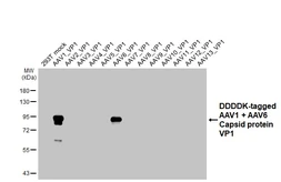 Anti-AAV1 + AAV6 Capsid protein VP1 + VP2 + VP3 antibody [HL4908] used in Western Blot (WB). GTX644973