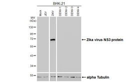 Anti-Zika virus NS3 protein antibody [GT285] used in Western Blot (WB). GTX644976