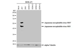 Anti-Japanese encephalitis virus NS1 antibody [GT292] used in Western Blot (WB). GTX644979