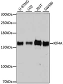 Anti-KIF4A antibody used in Western Blot (WB). GTX64498