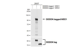 Anti-WEE1 antibody [HL4911] used in Western Blot (WB). GTX644984
