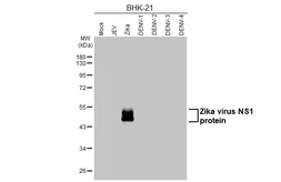 Anti-Zika virus NS1 protein antibody [HL4920] used in Western Blot (WB). GTX644993