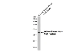 Anti-Yellow Fever virus NS1 Protein antibody [HL4923] used in Western Blot (WB). GTX644996