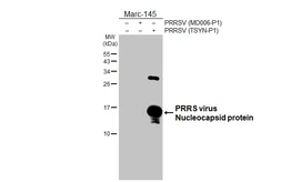 Anti-PRRS virus Nucleocapsid protein antibody [HL4927] used in Western Blot (WB). GTX645000