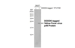 Anti-Yellow Fever virus prM Protein antibody [GT299] used in Western Blot (WB). GTX645025