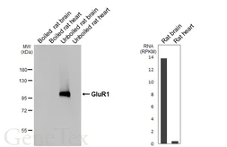 Anti-GluR1 antibody [GT301] used in Western Blot (WB). GTX645027