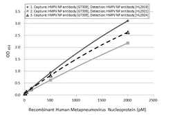 Anti-Human metapneumovirus Nucleoprotein antibody [GT309] used in ELISA (ELISA). GTX645035