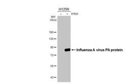 Anti-Influenza A virus PA protein antibody [HL4953] used in Western Blot (WB). GTX645039