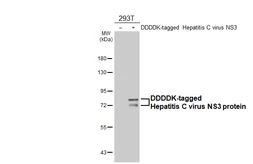 Anti-Hepatitis C virus NS3 protein antibody [HL4961] used in Western Blot (WB). GTX645047