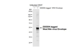 Anti-West Nile virus Envelope antibody [HL4963] used in Western Blot (WB). GTX645049