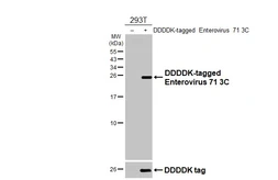 Anti-Enterovirus 71 3C antibody [HL4973] used in Western Blot (WB). GTX645059