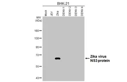 Anti-Zika virus NS3 protein antibody [HL4975] used in Western Blot (WB). GTX645061