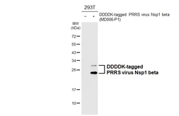 Anti-PRRS virus Nsp1 beta antibody [HL4979] used in Western Blot (WB). GTX645065