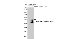 Anti-CD33 antibody [HL4991] used in Western Blot (WB). GTX645077