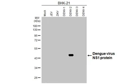 Anti-Dengue virus NS1 protein antibody [HL4997] used in Western Blot (WB). GTX645090