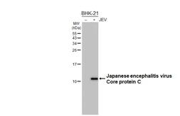 Anti-Japanese encephalitis virus Core protein C antibody [HL5002] used in Western Blot (WB). GTX645095