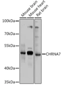 Anti-AChR alpha 7 antibody used in Western Blot (WB). GTX64511