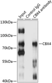 Anti-CBX4 antibody used in Immunoprecipitation (IP). GTX64514
