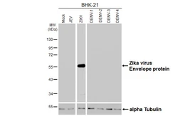Anti-Zika virus Envelope protein antibody [GT314] used in Western Blot (WB). GTX645189