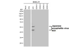 Anti-Japanese encephalitis virus NS1 antibody [GT315] used in Western Blot (WB). GTX645190
