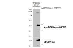 Anti-GPR7 antibody [HL5047] used in Western Blot (WB). GTX645217