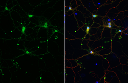 Anti-GABA antibody [HL3314-MS] used in Immunocytochemistry/ Immunofluorescence (ICC/IF). GTX645232