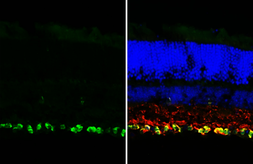 Anti-RBPMS antibody [HL3090-RT] used in IHC (Frozen sections) (IHC-Fr). GTX645235