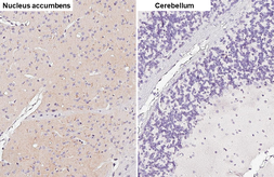 Anti-MCH-1R antibody [HL5082] used in IHC (Paraffin sections) (IHC-P). GTX645272
