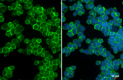 Anti-CD43 antibody [HL5086] used in Immunocytochemistry/ Immunofluorescence (ICC/IF). GTX645276