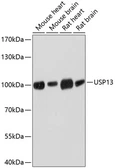Anti-USP13 antibody used in Western Blot (WB). GTX64530