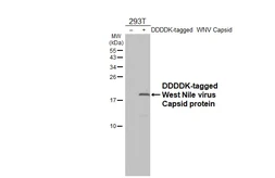 Anti-West Nile virus Capsid protein antibody [HL5124] used in Western Blot (WB). GTX645320