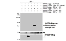 Anti-Dengue virus NS3 protein antibody [HL5132] used in Western Blot (WB). GTX645328